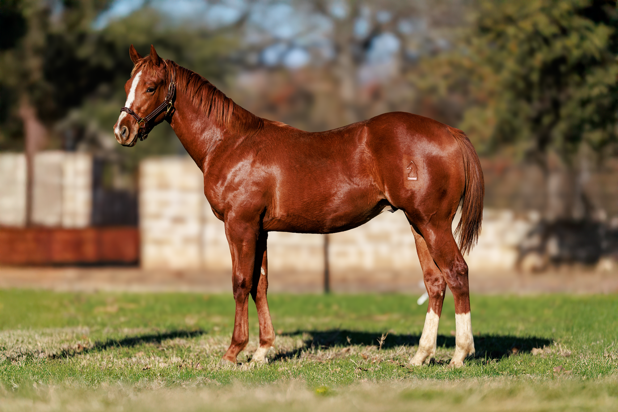 For Sale – Knight Vision Performance Horses